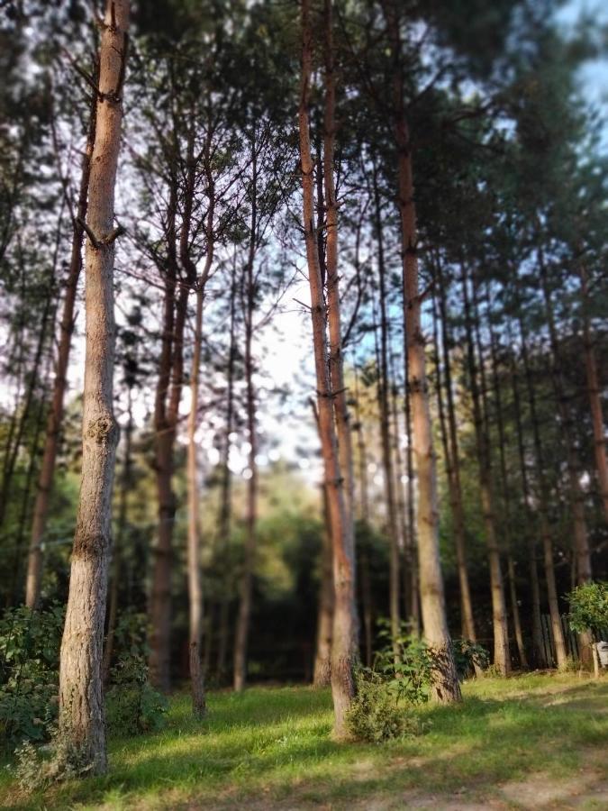 Holiday home Dzieciolek